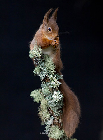 Squirrel on stick