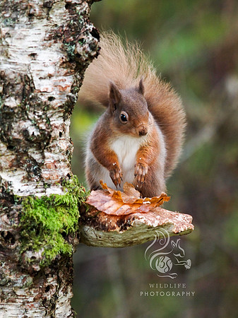 squirrel on bracket