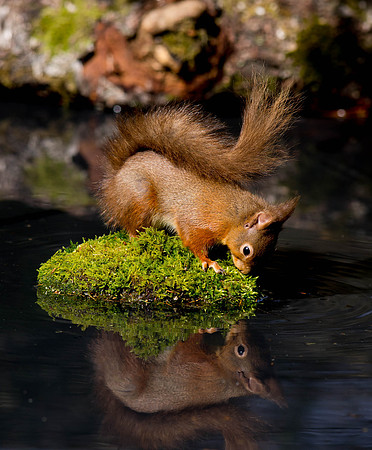 Squirrel on the pond