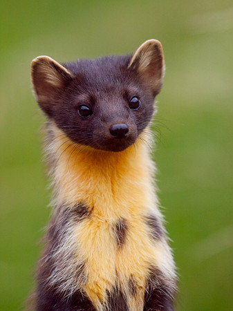 Alert Pinemarten