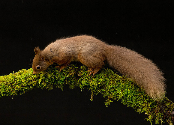 Squirrel on mossy branch