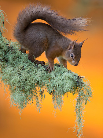 Squirrel with orange background