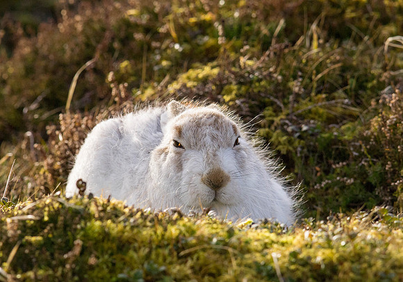 Sleepy mountain hare