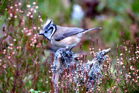 Crested tit