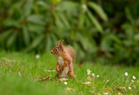 squirrel on lawn