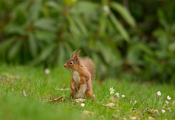 squirrel on lawn