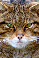 Wildcat