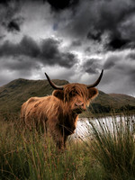 Wildlife