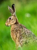 Brown Hare