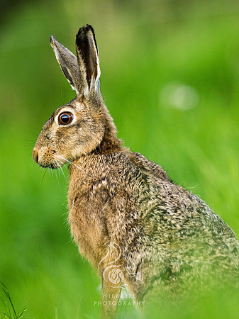 Brown Hare