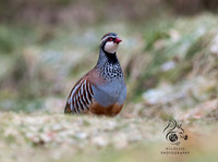 Red legged partridge