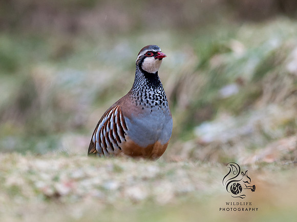 Red legged partridge