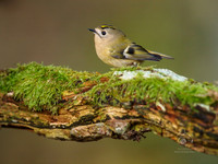 Goldcrest