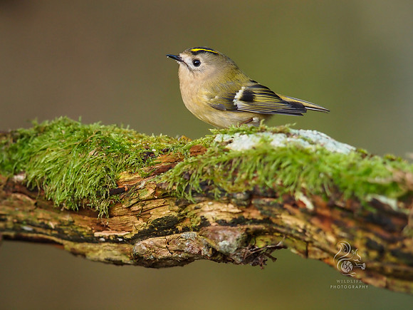 Goldcrest