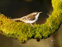 Birdlife