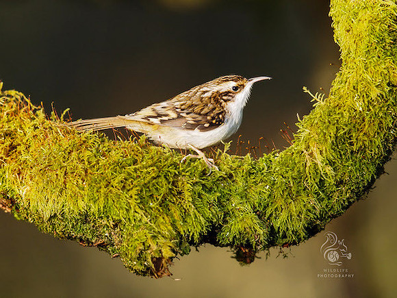 Treecreeper 1