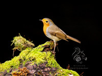 Robin