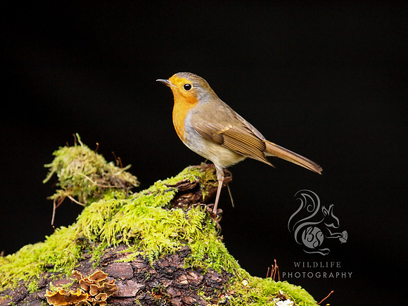 Robin