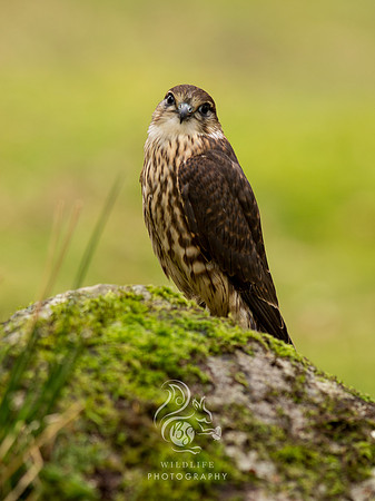Merlin