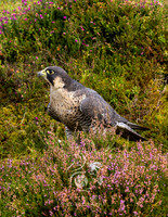 Peregrine falcon