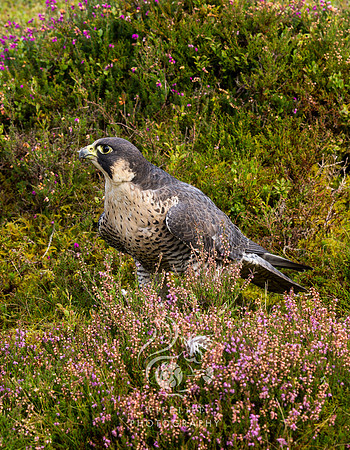Peregrine falcon