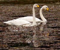 Pair of swans
