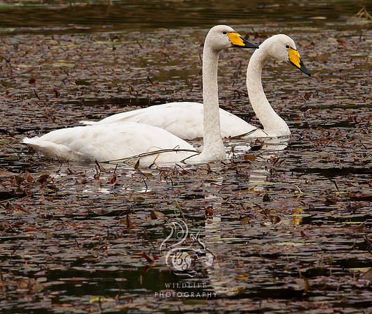 Pair of swans