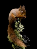 Portrait of a squirrel