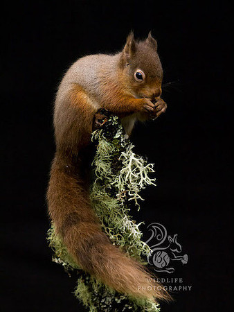 Portrait of a squirrel