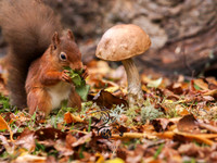 Autumn squirrel