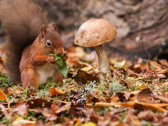 Autumn squirrel
