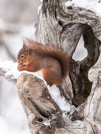 wintery squirrel