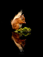 Reflective squirrel