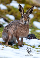 wintery brown hare
