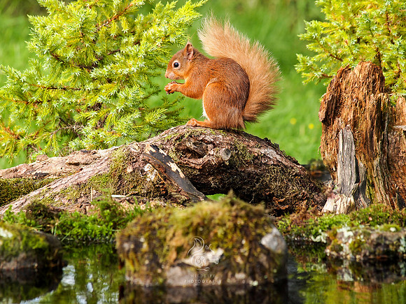 Squirrel bridge