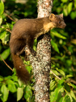 Pinemarten