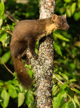 Pinemarten