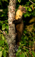 Pinemarten lookout