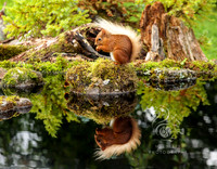 Squirrel island
