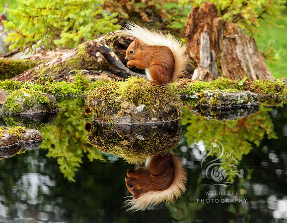 Squirrel island