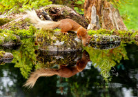 Reflecting on squirrel island