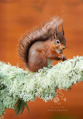 Squirrel on lichen branch