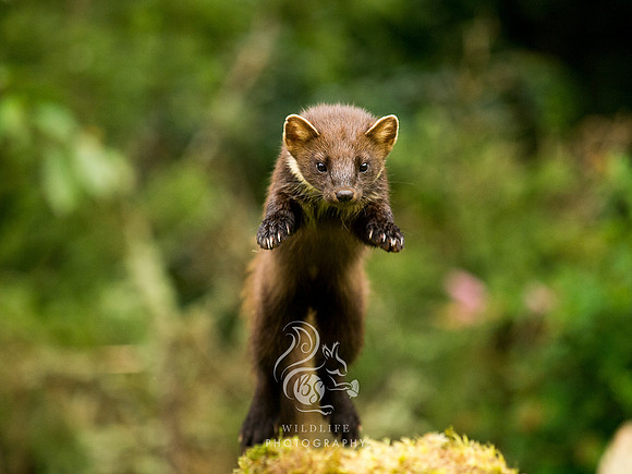 A leap of faith