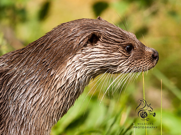 otter
