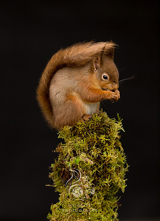 Mossy plinth