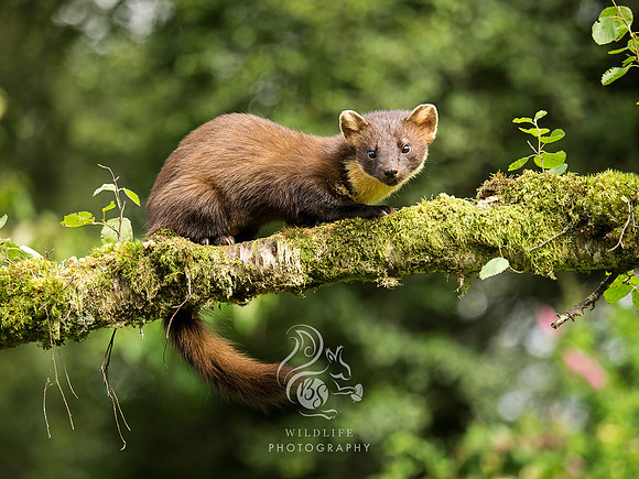 thoughtful Pinemarten