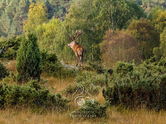 Stag of the glen