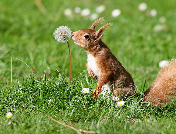 squirrel with the fairies