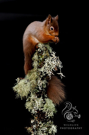 portrait of a squirrel 2