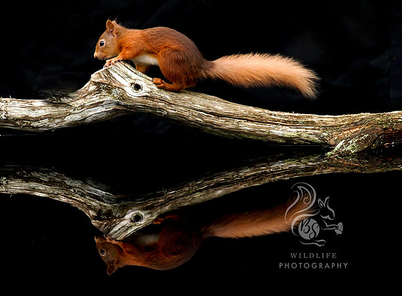 Reflection stick of squirrel